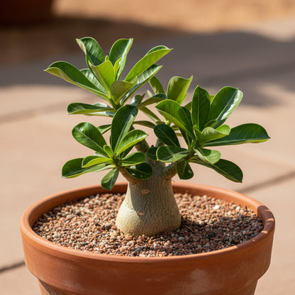 Blue White Desert Rose Seeds for Planting - Adenium