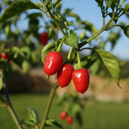 Pepper Akabare Khursani Seeds – Spicy Heirloom Chili Variety for Planting