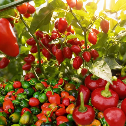 Pepper Akabare Khursani Seeds – Spicy Heirloom Chili Variety for Planting