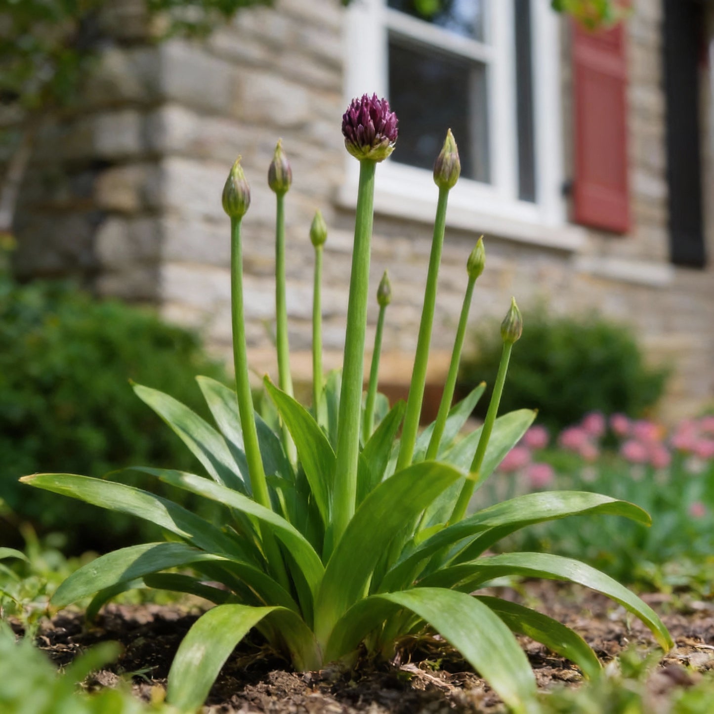 Allium Atropurpureum Seeds for Planting – Deep Red Purple Blooms