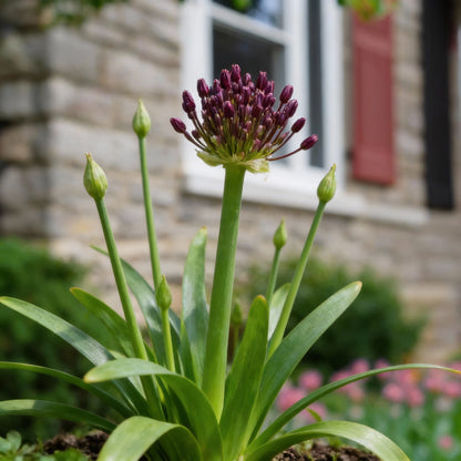 Allium Atropurpureum Seeds for Planting – Deep Red Purple Blooms