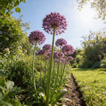 Allium Atropurpureum Seeds for Planting – Deep Red Purple Blooms