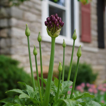 Allium Atropurpureum Seeds for Planting – Deep Red Purple Blooms