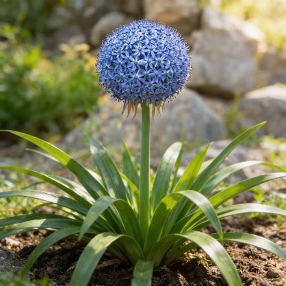Giant Blue Allium Giganteum Seeds for Planting – Perennial Ornamental Flower