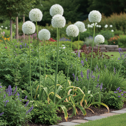 Rare White Allium Mount Everest Seeds for Planting