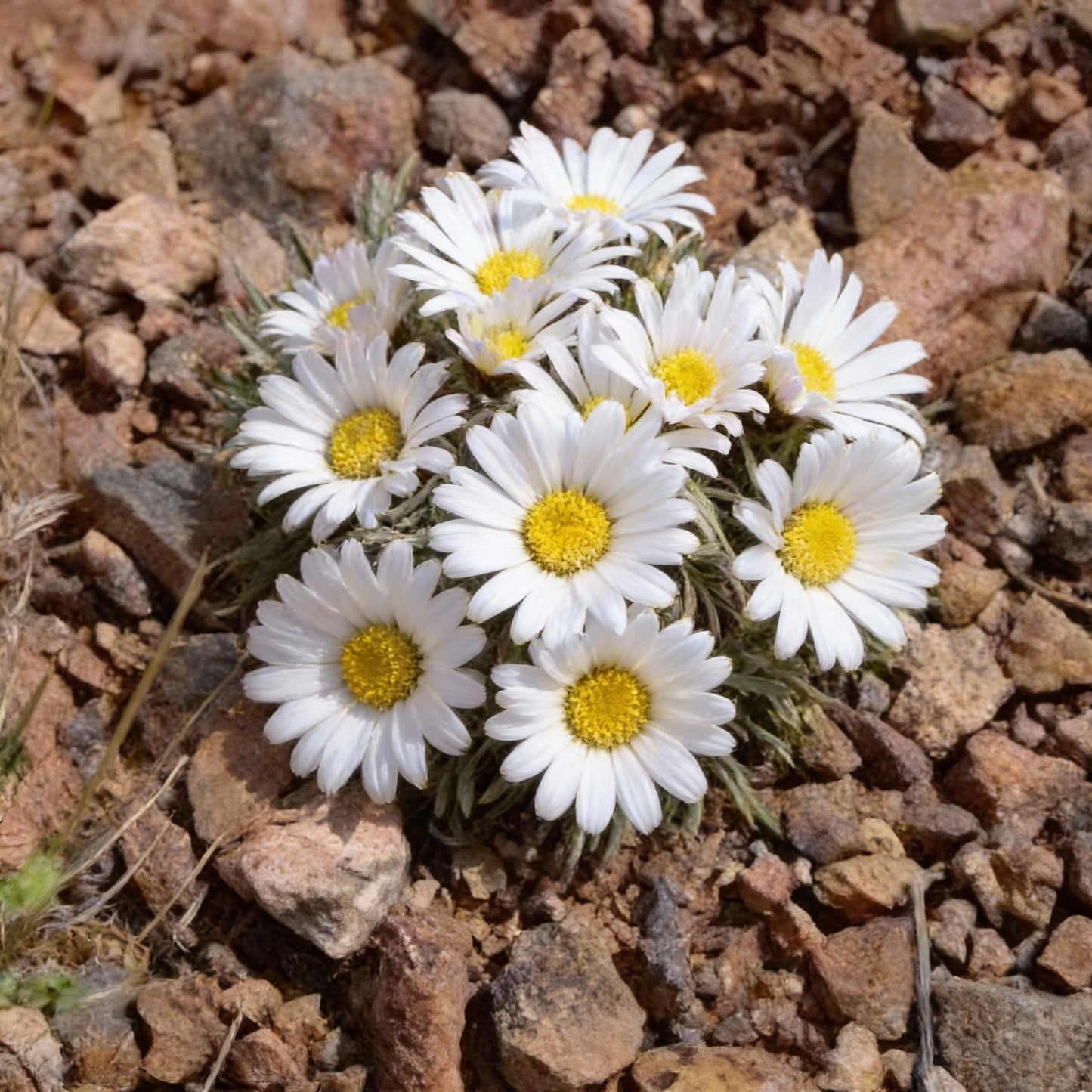 Townsendia Hookeri Flower Seeds for Garden Planting