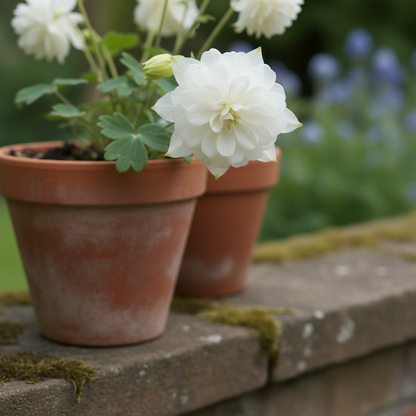Aquilegia Vulgaris Snowballs Seeds for Garden Planting