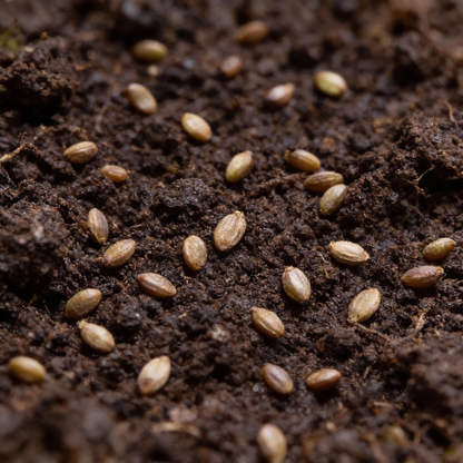 Purple Asparagus Seeds for Planting – Vegetable Seeds for Gardening