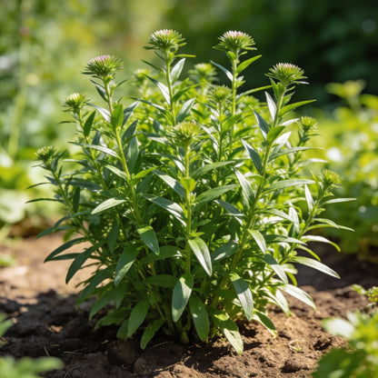Yellow White Aster Flower Seeds - Aster Flower Seeds for Garden