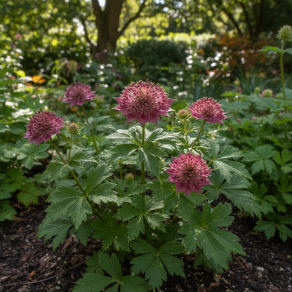 Astrantia Major Carmine Crown Seeds - Astrantia Flower Seeds for Garden