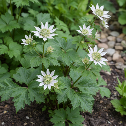 Astrantia Major Seeds - Astrantia Flower Seeds for Garden