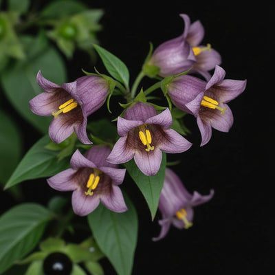 atropa-belladonna-seeds-for-planting-deadly-nightshade-plant