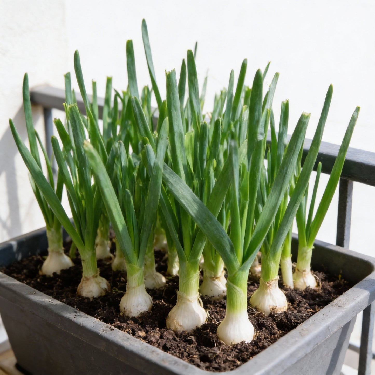 Leek Giant Winter Vegetable Seeds