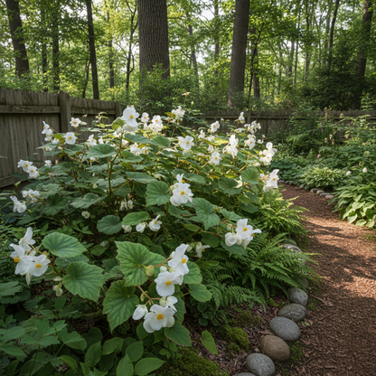 Begonia Grandis Alba Subsp Evansiana Seeds - Begonia Flower Seeds for Garden
