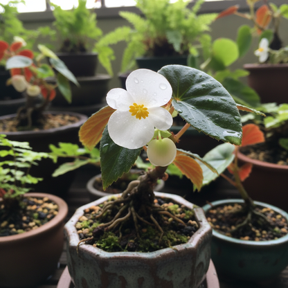 Begonia Seeds for Bonsai Planting - Begonia Flower Seeds for Garden