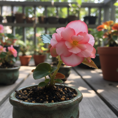 Begonia Seeds for Bonsai Planting - Begonia Flower Seeds for Garden