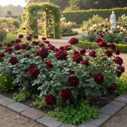 Black Rose with Red Edge Flower Seeds for Planting – Exotic Perennial Blooms