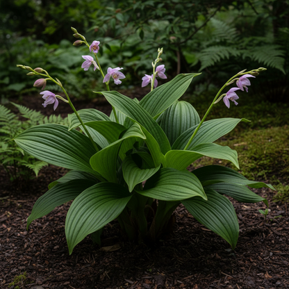 Bletilla Striata Hardy Orchid Flower Seeds - Orchid Flower Seeds for Garden