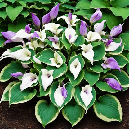 Hosta Lily Flower Seeds for Planting