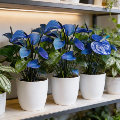 Blue Anthurium Flower Seeds – Exotic Indoor & Outdoor Ornamental Blooms