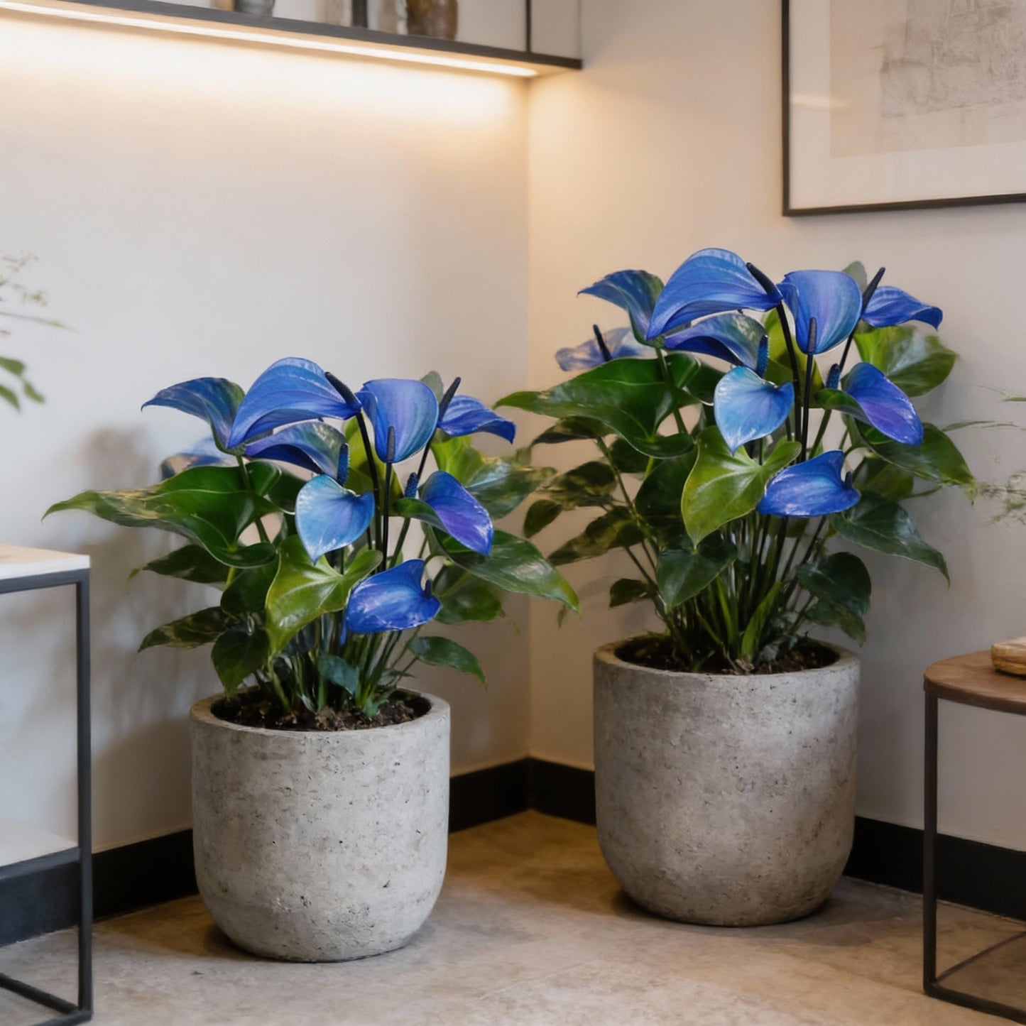 Blue Anthurium Flower Seeds – Exotic Indoor & Outdoor Ornamental Blooms