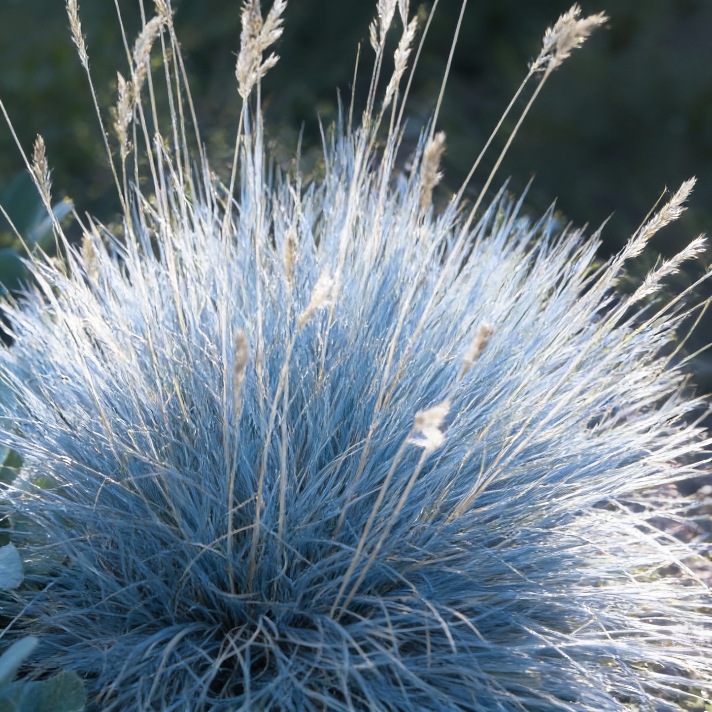 Blue Fescue Ornamental Grass Seeds for Planting – Festuca Perennial Drought-Tolerant Sun or Shade