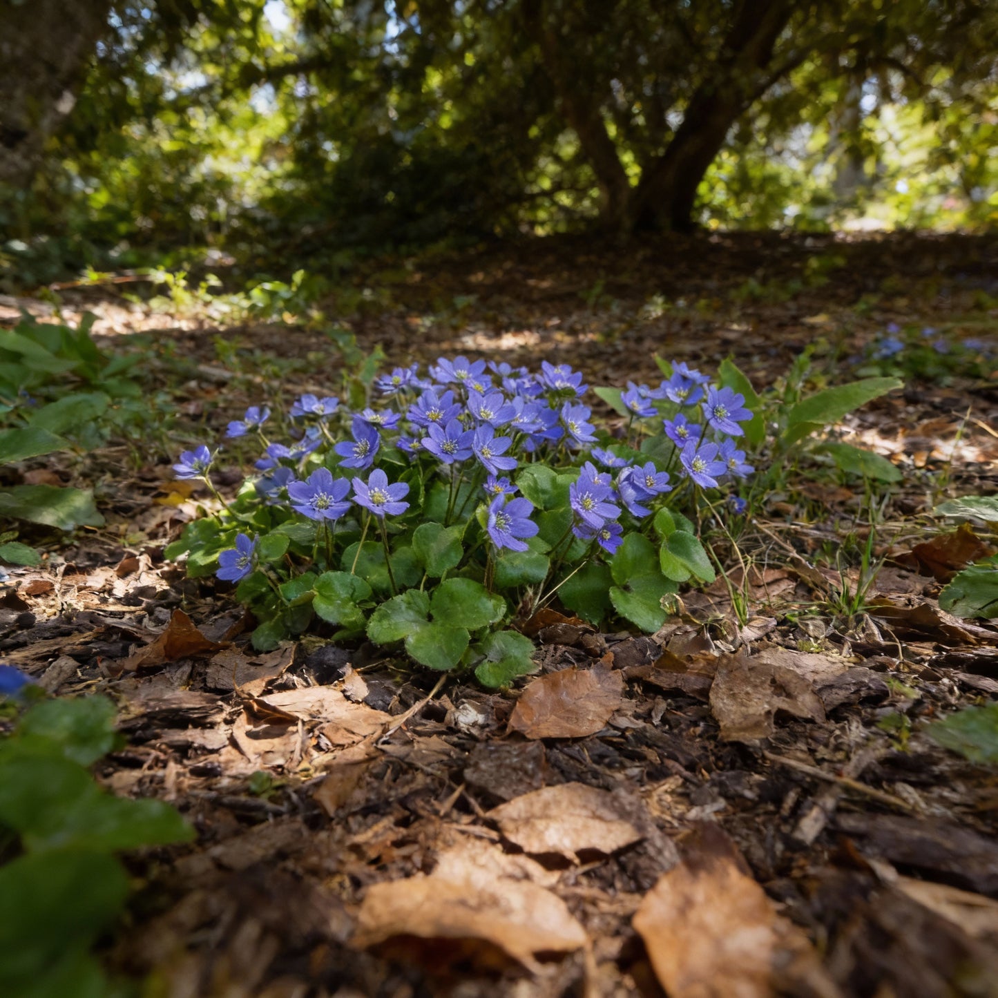 Blue Hepatica Flower Seeds for Planting – Hardy Perennial Garden Delight