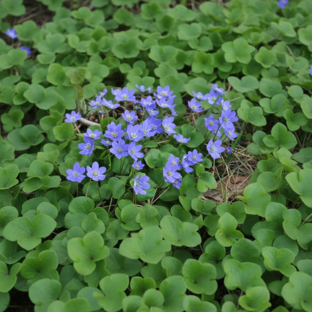 Blue Hepatica Flower Seeds for Planting – Hardy Perennial Garden Delight