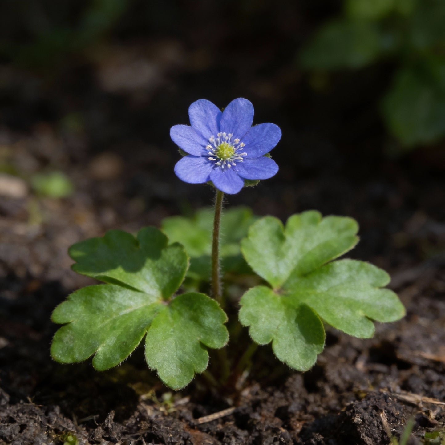 Blue Hepatica Flower Seeds for Planting – Hardy Perennial Garden Delight