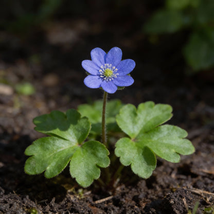 Blue Hepatica Flower Seeds for Planting – Hardy Perennial Garden Delight