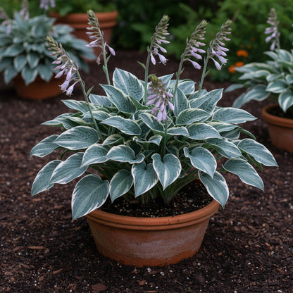 Blue Hosta Seeds for Planting – Premium Hosta Seeds for Outdoor Garden Planting