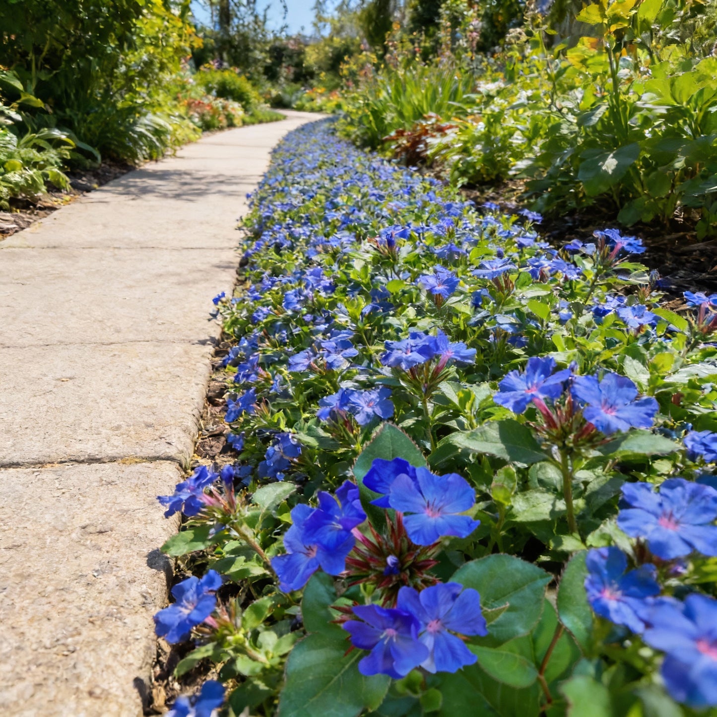 Ceratostigma Plumbaginoides Flower Seeds for Planting – Blue Leadwort 100 pcs
