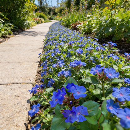 Ceratostigma Plumbaginoides Flower Seeds for Planting – Blue Leadwort 100 pcs