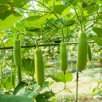 Green Bottle Gourd Seeds for Planting