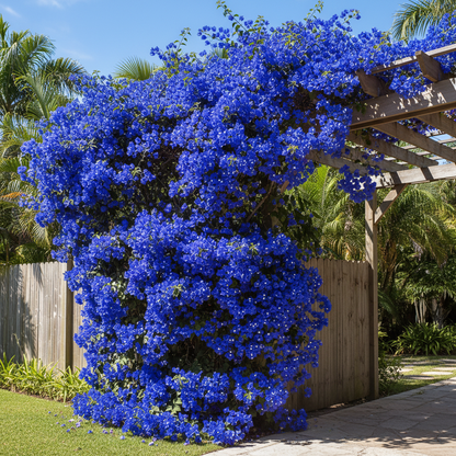 Bougainvillea spectabilis Flower Seeds for Planting – Vibrant Climbing Ornamental Blooms (100 Pcs)