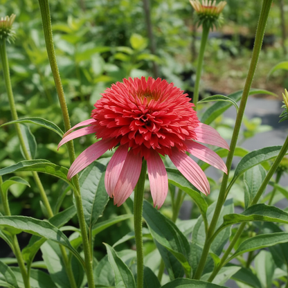 Tomato Soup Echinacea Seeds for Garden Planting