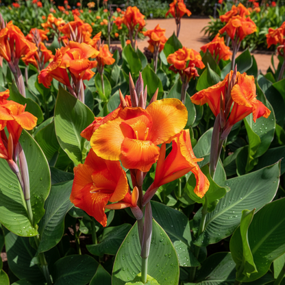 Canna Jaegeriana Seeds for Garden Planting
