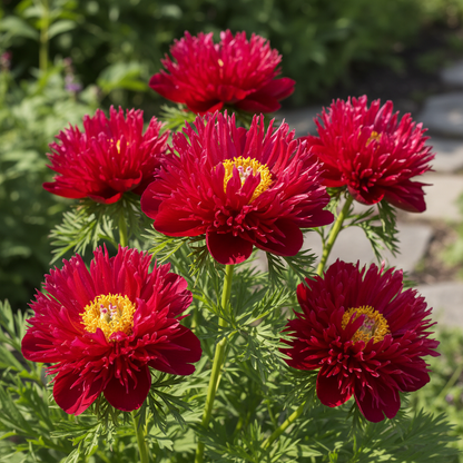 Fern Leaf Peony Flower Seeds for Planting