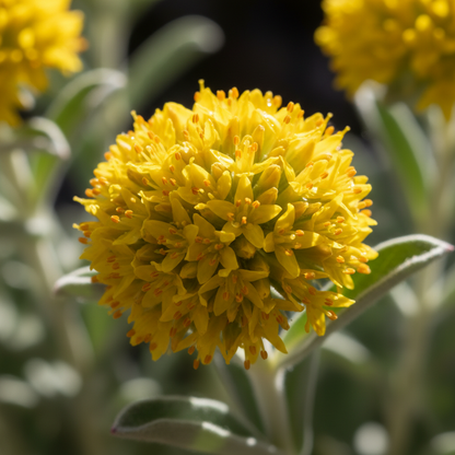 Eriogonum Umbellatum Seeds - Perennial Flower Seeds for Garden