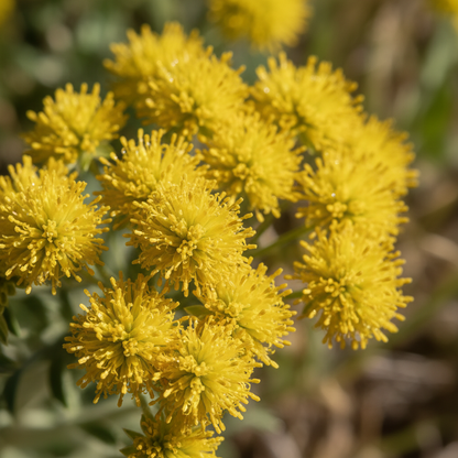 Eriogonum Umbellatum Seeds - Perennial Flower Seeds for Garden