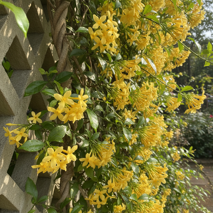 Yellow Jasmine Perennial Vine Flower Seeds - Yellow Jasmine Flower Seeds for Garden