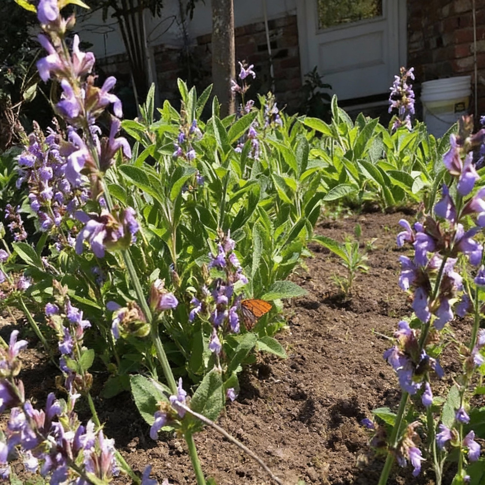 broad-leaf-sage-seeds-for-planting-heirloom-non-gmo-aromatic-culinary-herb