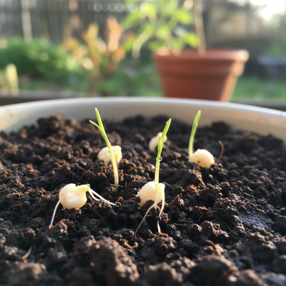 Broom Corn Seeds for Planting – Tall Ornamental & Craft Grass