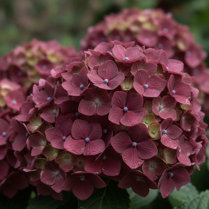 Burgundy Hydrangea Flower Seeds for Planting