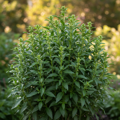 Perennial Angelonia Serena Summer Snapdragon Flower Seeds - Snapdragon Flower Seeds for Garden