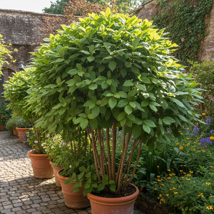 Single Flowered Mix Seeds for Garden Planting