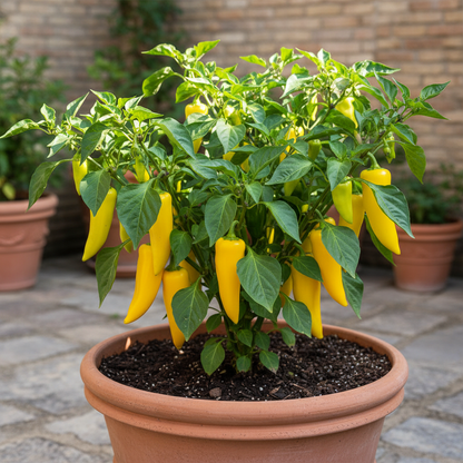 Sweet Pepper F1 Ringo Seeds for Planting