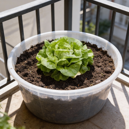 Butterhead White Lettuce Seeds - Heirloom Lettuce Seeds for Home Garden