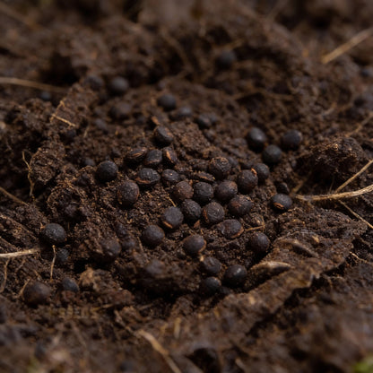 Cabbage Ormskirk Seeds for Your Gardening Needs