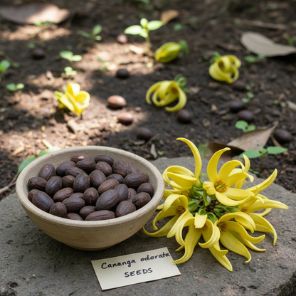 Cananga Odorata Ylang Ylang Flower Seeds - Ylang Ylang Flower Seeds for Garden